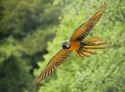 Ара этого вида синие сверху и желтые снизу