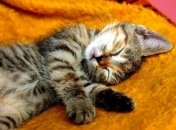 6 декабря 2015, примета дня. Релакс всему голова