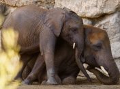 Захотелось пить: в Южной Африке слоны напугали туристов (Видео)