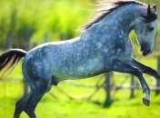 Археологи нашли окаменевшую лошадь под вулканической лавой