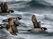 Мигрирующие птицы непонятно зачем пересекают весь Тихий океан 