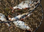 Солнцезащитная косметика - причина гибели многих рыб