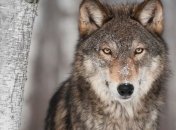 Ученые сделали необычное открытие о волках