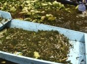 Ученые создали лучшее лекарство от похмелья