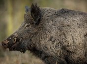 Дикий кабан