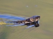 Подстроились: змеи адаптировали свое зрение в воде, чтобы выжить