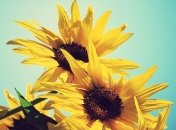 Прогноз погоды на 24 августа: в понедельник будет жарко и сухо