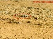 На Марсе нашли ящерицу