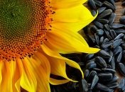 Украина существенно увеличила производство подсолнечного масла