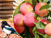 Дерево, сорока, сливы