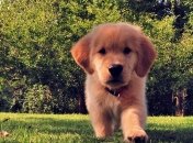 В Ялте создают приют для беспризорных животных