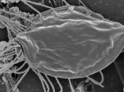 Ученые случайно открыли новое царство эукариотов