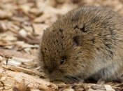 Европейцы эпохи неолита оказались любителями мышатины