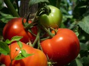 Ефективні добрива для томатів