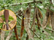 Богомол маскируется в листьях