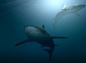 Найдены останки нового вида акулы возрастом 91 миллион лет