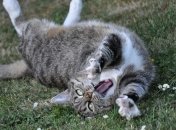 В Харькове введен карантин: бешеный кот напал на людей 