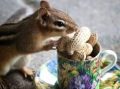 Орехи приводят к ожирению? 