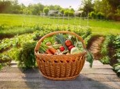 Урожай зависит и от удобрений