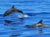Новая Зеландия запретила туристам купаться с дельфинами: подробности