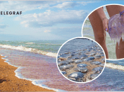 Медузы атакуют побережье Азовского моря