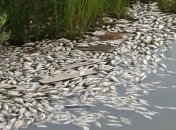 В Николаевской области зафиксирован массовый мор рыбы