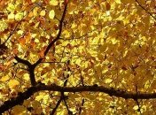 Никаких туч и холодов: прогноз погоды 17-18 ноября