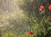 Прогноз погоды в Украине 30 июня: местами ожидаются дожди 