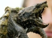 В Германии устроили облаву на агрессивную черепаху