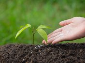 Коли добриво може нашкодити