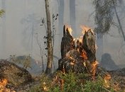 В РФ опять горит Сибирь: огнем охвачены уже 3 млн гектаров территории