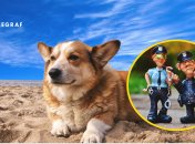 Курйоз із собакою та поліцейськими