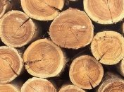 Контрабанда леса: В ЕС ежедневно въезжает 60 поездов с украинской древесиной