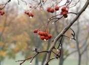 Погода в Украине на 21 ноября: дождливо, сильный ветер