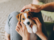 Четвероногие активно реагируют на активные видео