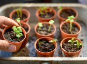 Следите, чтобы посевы не были переувлажнены и им было достаточно света