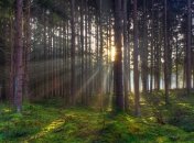 Президент одобрил повышение штрафов за вырубку леса