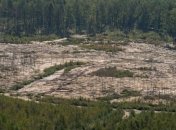 Новый глава Житомирской ОГА займется поиском копателей янтаря