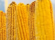 Украина нарастила экспорт зерновых в Египет