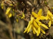 Василий теплый: приметы и обряды 4 апреля