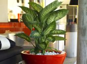 Деякі квіти не варто ставити біля ліжка