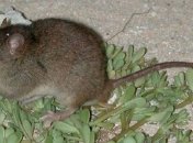 Первая жертва глобального потепления: Подтверждено вымирание вида млекопитающих