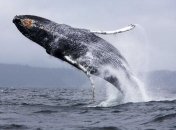 Ученые сделали удивительное открытие о китах