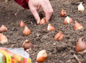 Как правильно высаживать тюльпаны