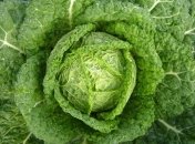 Почему кудрявая капуста полезна: главные плюсы овоща