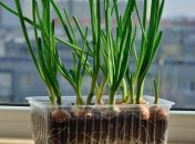 Що зробити з цибулею, щоб вона швидше росла