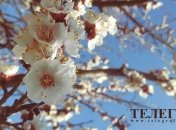 Справжнє тепло сьогодні завітає до України: +13 на термометрі