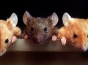 Ученым удалось омолодить пожилую мышь 