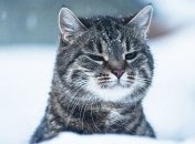 Снег с дождем: синоптик озвучила прогноз погоды 26 января в Украине