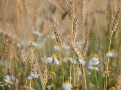 Погода: в Украине будет 30-градусная жара, местами грозы